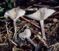 Clitocybe metachroa image