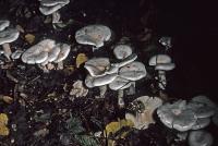 Clitocybe phyllophila image