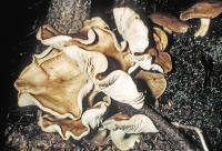 Tricholoma cartilagineum image