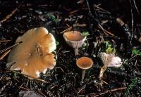 Clitocybe diatreta image