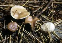 Clitocybe diatreta image