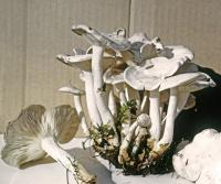 Clitocybe dilatata image