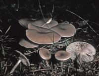 Clitocybe ditopa image