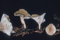 Clitocybe ditopa image