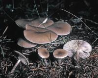 Clitocybe ditopa image