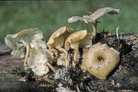 Clitocybe eccentrica image