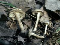 Clitocybe farinacea image