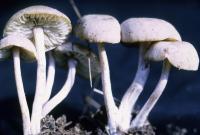 Clitocybe fellea image