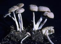 Clitocybe fellea image