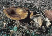 Clitocybe flaccida image