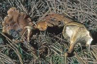 Clitocybe flaccida image