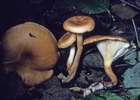 Clitocybe flaccida image