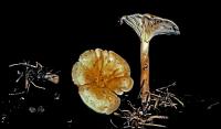 Clitocybe flaccida image