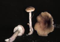 Clitocybe flaccida image