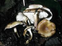 Clitocybe flaccida image