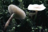 Clitocybe fragrans image