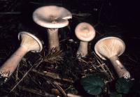 Infundibulicybe geotropa image