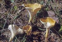 Clitocybe gibba image