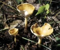 Clitocybe gibba image