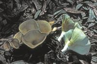 Clitocybe gibba image