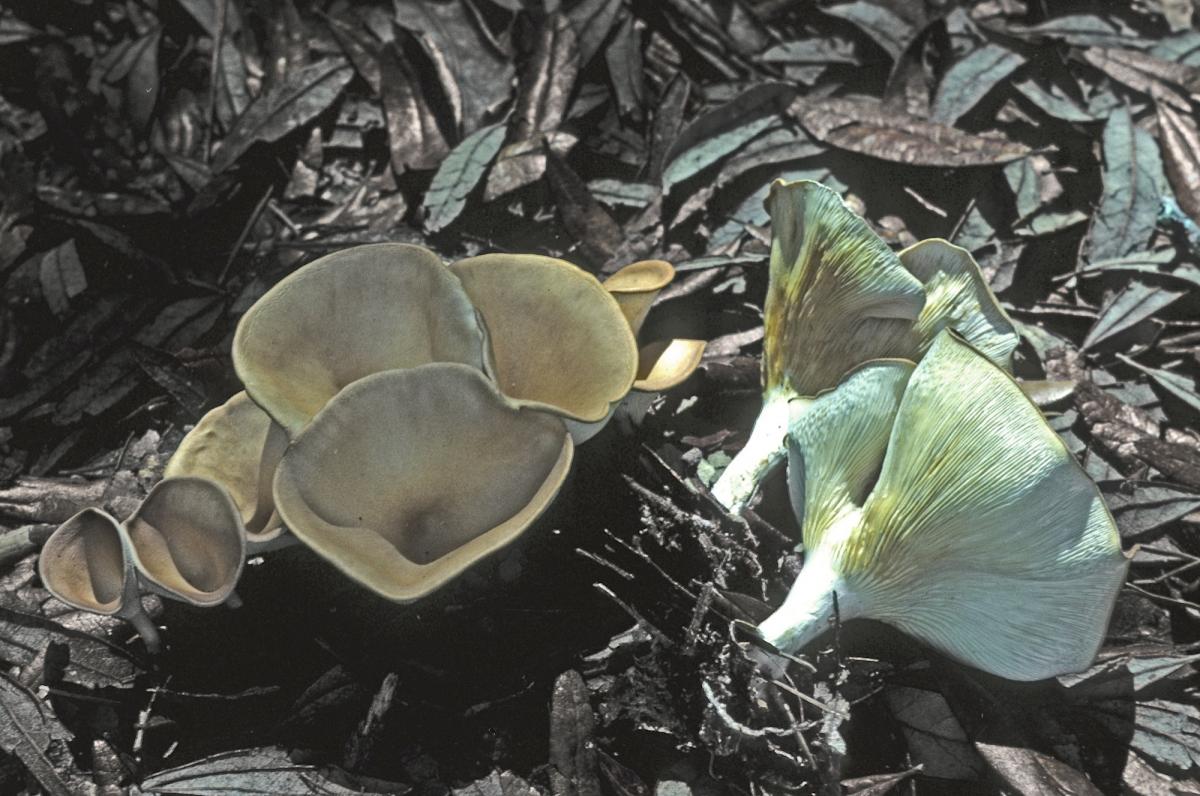 Clitocybe image