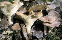 Clitocybe gibba image