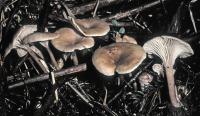 Clitocybe graveolens image