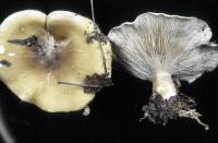 Clitocybe harperi image