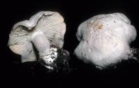 Clitocybe highlandensis image