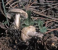 Clitocybe highlandensis image