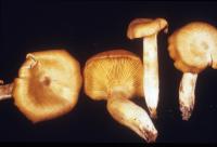 Omphalotus illudens image