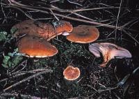 Image of Clitocybe flaccida