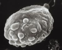 Clitocybe irina var. luteospora image