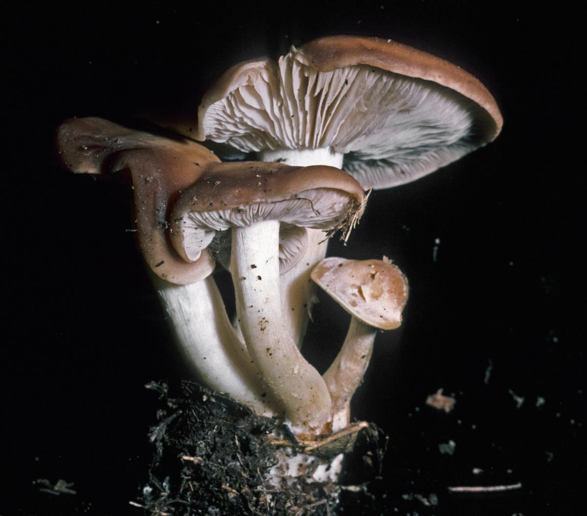 Clitocybe leucopaxilloides image