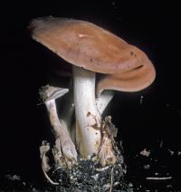 Clitocybe leucopaxilloides image