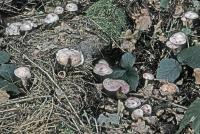 Clitocybe martiorum image