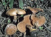 Clitocybe martiorum image