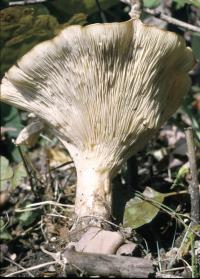 Infundibulicybe geotropa image