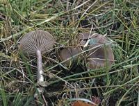 Clitocybe metachroa image