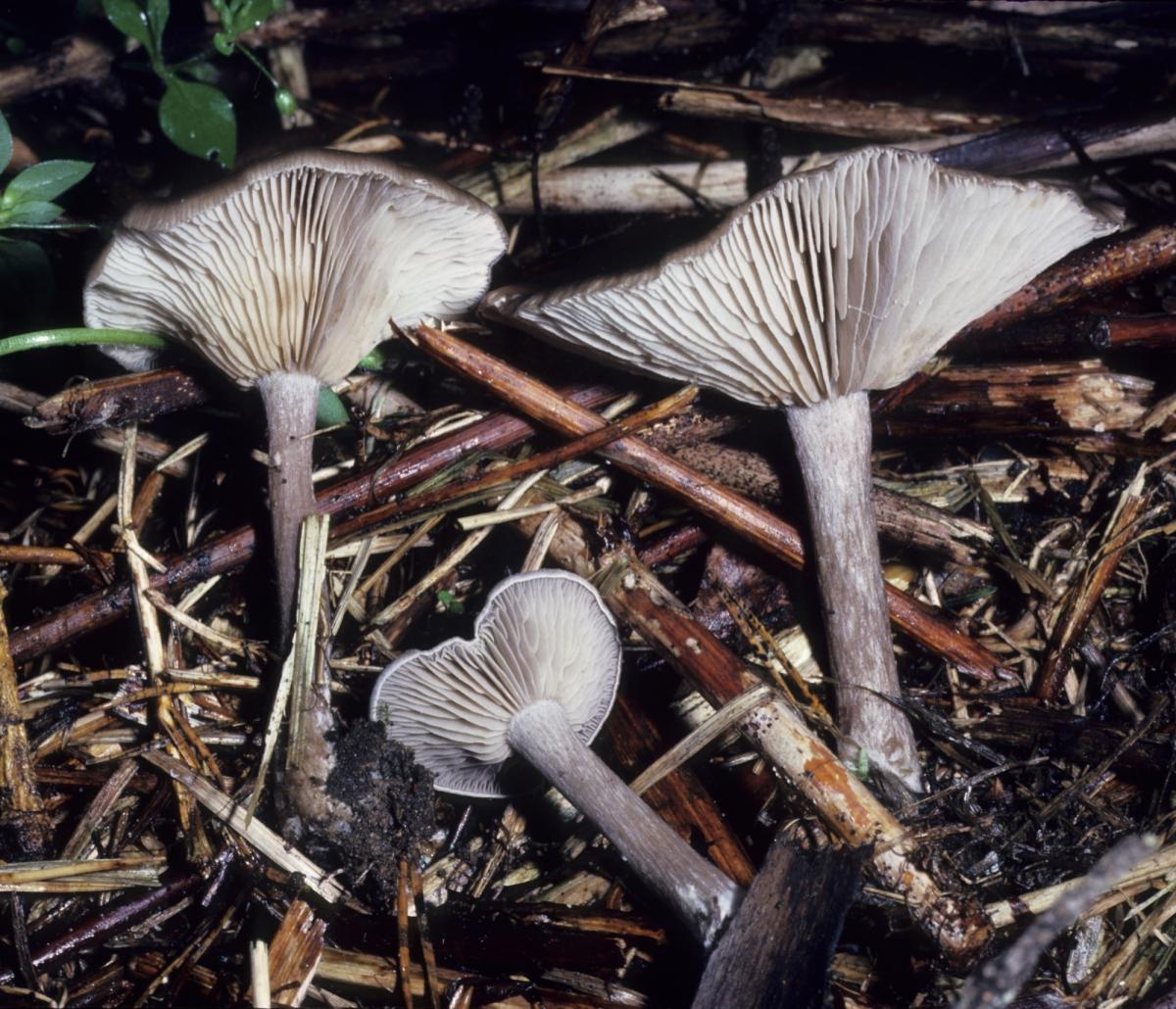 Clitocybe image