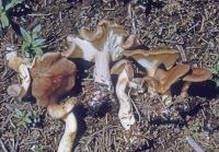 Clitocybe mitis image