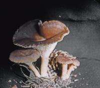 Clitocybe mitis image