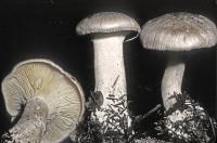 Image of Clitocybe nebularis