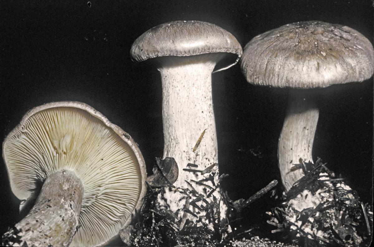 Clitocybe image