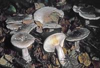 Clitocybe nebularis image