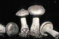 Clitocybe nebularis image