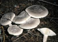 Clitocybe nebularis image