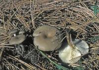 Clitocybe nitriolens image