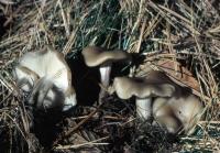 Clitocybe nitriolens image