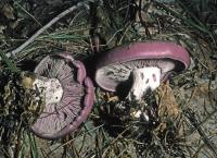 Image of Cortinarius bicolor